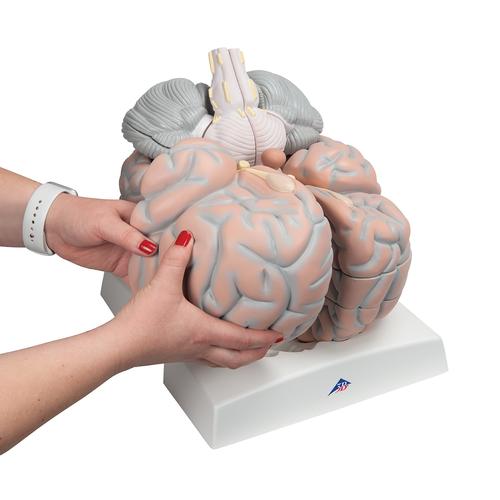 Cérebro gigante, 2.5 vezes o tamanho natural, 14 partes, 1001261 [VH409], Modelo de cérebro