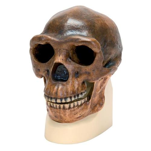 Réplica de crânio homo erectus pekinensis (Weidenreich, 1940), 1001293 [VP750/1], Crânios Antropológicos
