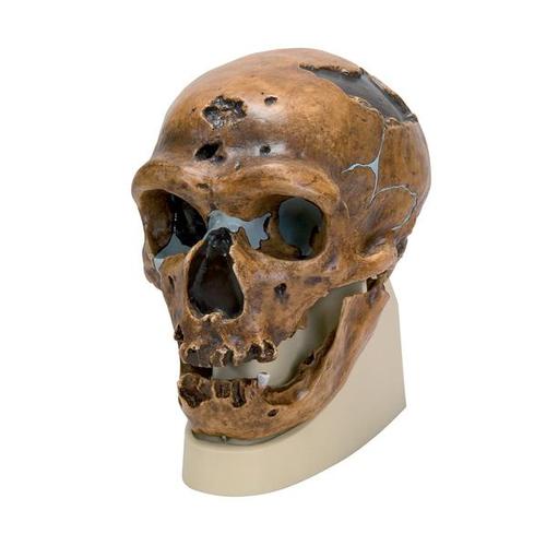 Réplica de crânio homo neanderthalensis (La Chapelle-aux-Saints 1), 1001294 [VP751/1], Evolução