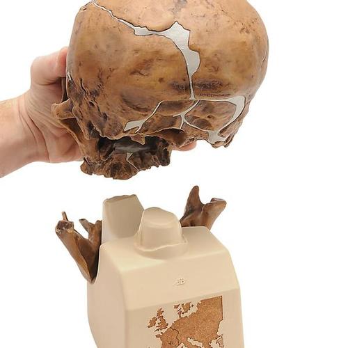 Réplica de crânio homo neanderthalensis (La Chapelle-aux-Saints 1), 1001294 [VP751/1], Crânios Antropológicos