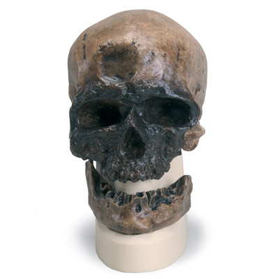 Rêplica de crânio homo sapiens (cro-magnon), 1001295 [VP752/1], Crânios Antropológicos
