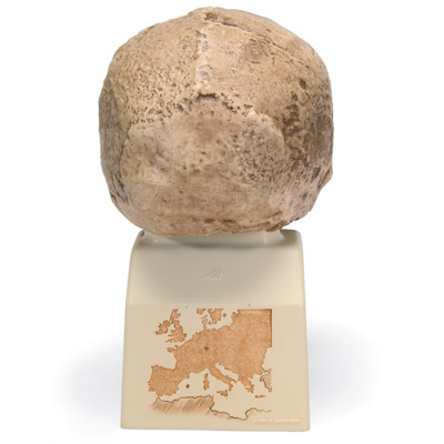 Réplica de crânio homo steinheimensis (Berkhemer, 1936), 1001296 [VP753/1], Crânios Antropológicos