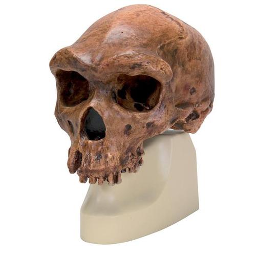 Réplica de crânio homo rhodesiensis (Broken HillŸ Woodward, 1921), 1001297 [VP754/1], Crânios Antropológicos