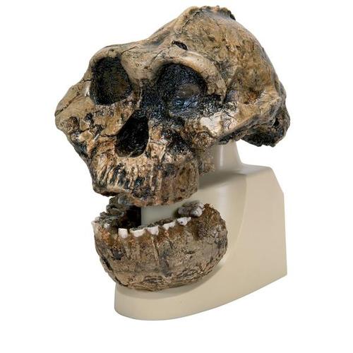 Réplica de crânio australopithecus boisei (KNM-ER 406 + Omo L7A-125), 1001298 [VP755/1], Evolução