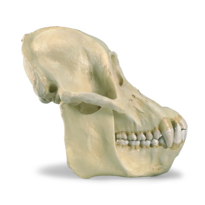 Crânio de orangotango, macho (Pongo pygmeus), réplica, 1001300 [VP761/1], Primatas (Primates)
