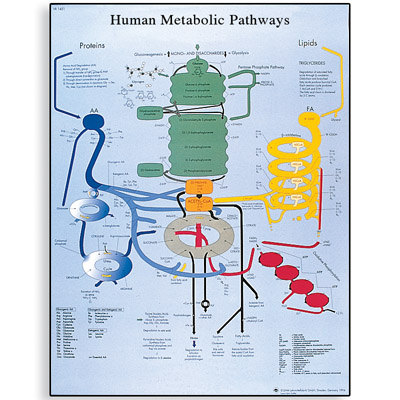 VR1451UU: Pôster das Vias Metabólicas Humanas
