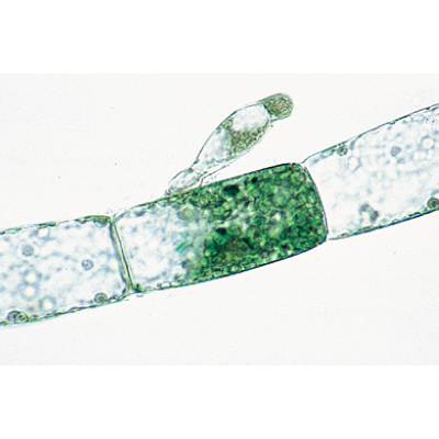 Algas - Português, 1003890 [W13012P], Preparados para microscopia LIEDER