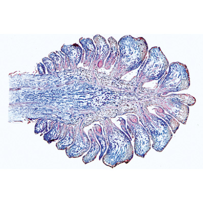 Gimnospermas - Português, 1003906 [W13016P], Preparados para microscopia LIEDER