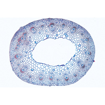 Angiospermas, Caule - Português, 1003918 [W13019P], Preparados para microscopia LIEDER