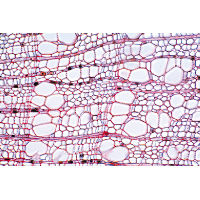 Angiospermas, Caule - Português, 1003918 [W13019P], Preparados para microscopia LIEDER