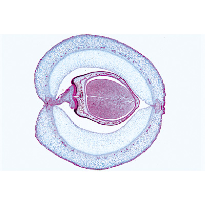 Angiospermas, Frutos e sementes - Português, 1003930 [W13022P], Preparados para microscopia LIEDER