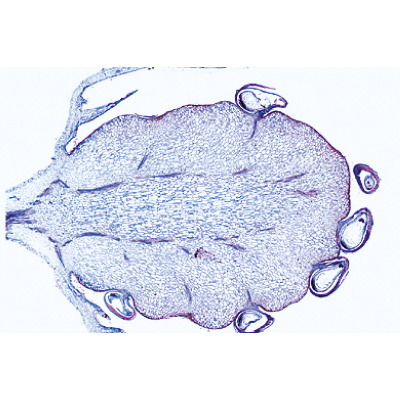 Angiospermas, Frutos e sementes - Português, 1003930 [W13022P], Preparados para microscopia LIEDER