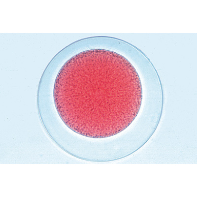 Embriologia de Ouriço-do-mar (Psammechinus miliaris) - Português, 1003946 [W13026P], Preparados para microscopia LIEDER