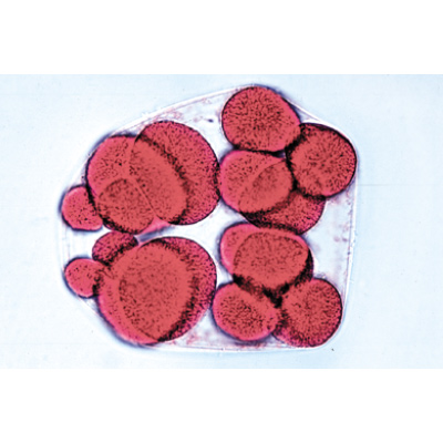 Embriologia de Ouriço-do-mar (Psammechinus miliaris) - Português, 1003946 [W13026P], Preparados para microscopia LIEDER