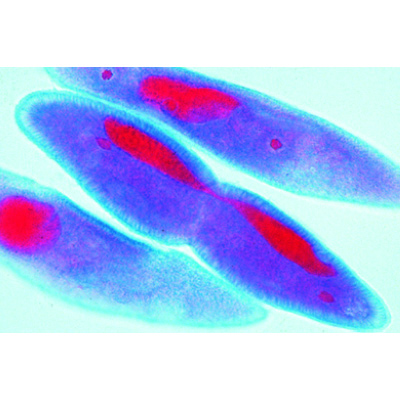 Mitose e Meiose. Jogo especial II, 1013477 [W13083], Divisão celular