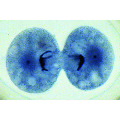 Embriologia de Ascaris megalocephala, 1013482 [W13087], Divisão celular