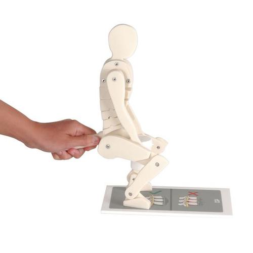 Figura para demonstração de postura, 1005101 [W19007], Modelo de coluna vertebral