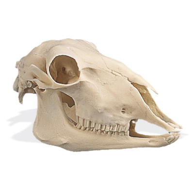 Crânio de ovelha (Ovis aries), rêplica, 1005105 [W19011], Artiodáctilos (Artiodactyla)