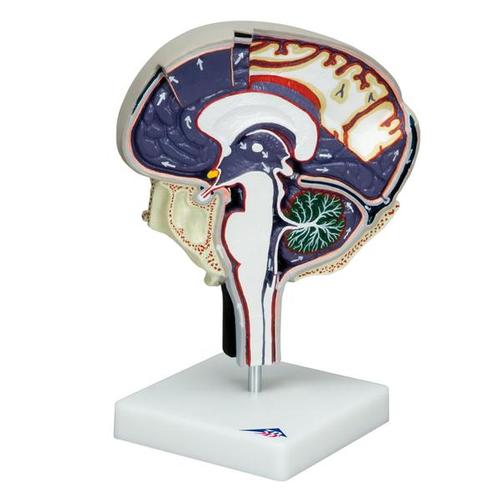 Circulação do líquido cefalorraquidiano, 1005114 [W19027], Modelo de cérebro