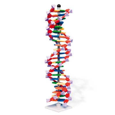 Modelo de hélice dupla de DNA, conjunto miniDNA®, 22 segmentos, 1005297 [W19762], Estrutura e função do DNA