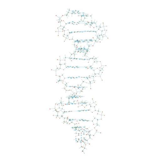 DNA Kit, 1005301 [W19800], Estrutura e função do DNA