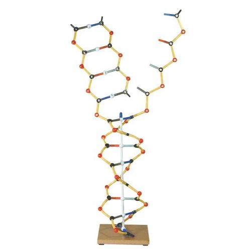 DNA - RNA Kit, 1005302 [W19801], Estrutura e função do DNA