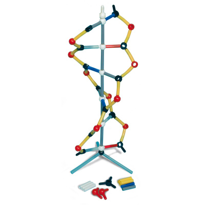 Orbit™: modelo de DNA curta, 1005317 [W19820], Estrutura e função do DNA