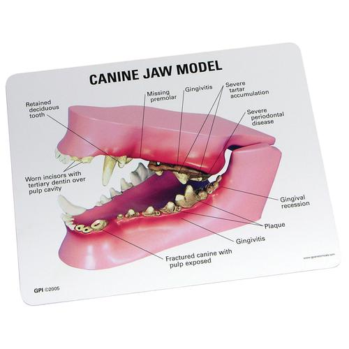 Modelo de Mandíbula Canina, 1019591 [W33360], Estomatologia