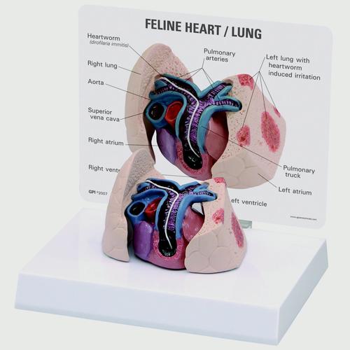 Modelo de Coração e Pulmão Felino, 1019584 [W33375], Medicina interna