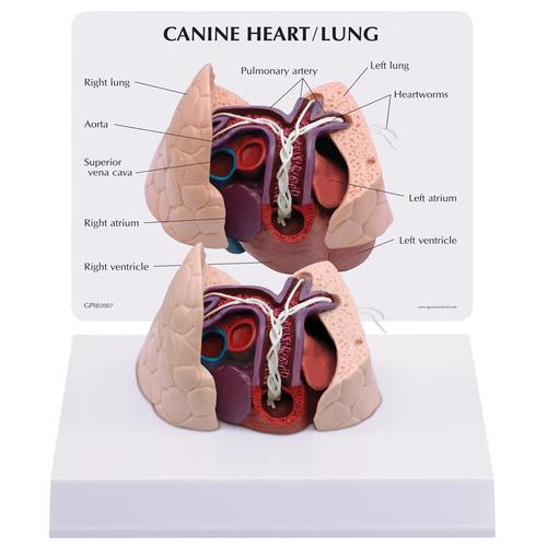 Modelo de Coração e Pulmão Canino, 1019586 [W33376], Doenças zoologicas