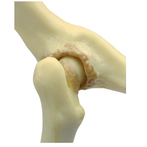 Modelo de Quadril Felino, 1019587 [W33377], Osteologia