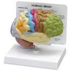 Modelo de Meio Cérebro,1019543