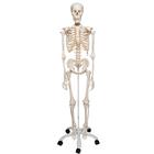 Esqueleto Stan A10, sobre apoio de 5 pés de rodinha, 1020171 [A10], Modelo de esqueleto - tamanho natural