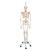 Esqueleto Phil A15/3, o esqueleto fisiológico em metal de suspensão de metal com 5 rolos, 1020179 [A15/3], Modelo de esqueleto - tamanho natural (Small)