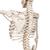 Esqueleto Phil A15/3, o esqueleto fisiológico em metal de suspensão de metal com 5 rolos, 1020179 [A15/3], Modelo de esqueleto - tamanho natural (Small)