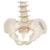 Mini-coluna vertebral, elástica, 1000042 [A18/20], Modelo de mini-esqueletos (Small)