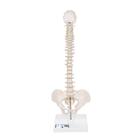 Mini-coluna vertebral, elástica, com tripé, 1000043 [A18/21], Modelo de mini-esqueletos