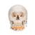 Crânio clássico com mandíbula aberta, 3 peças, 1020166 [A22], Modelo de crânio (Small)