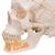 Crânio clássico com mandíbula aberta, 3 peças, 1020166 [A22], Modelo de crânio (Small)
