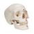 Crânio Clássico, colorido, 1020168 [A23], Modelo de crânio (Small)
