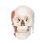 Crânio clássico com músculos de mastigação, 2 peças, 1020169 [A24], Modelo de crânio (Small)