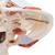 Crânio clássico com músculos de mastigação, 2 peças, 1020169 [A24], Modelo de crânio (Small)