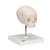 Crânio de feto, montado sobre um suporte, 1000058 [A26], Modelo de crânio (Small)