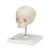Crânio de feto, montado sobre um suporte, 1000058 [A26], Modelo de crânio (Small)