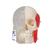 BONElike Crânio – versão combinada transparente/ósseo, 8 peças, 1000063 [A282], Modelo de crânio (Small)