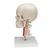 BONElike Crânio - versão de luxo para fins didáticos, 7 peças, 1000064 [A283], Modelo de coluna vertebral (Small)