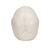 Crânio de encaixe 3B Scientific® - Versão anatômica, em 22 partes, 1000068 [A290], Modelo de crânio (Small)