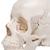 Crânio de encaixe 3B Scientific® - Versão anatômica, em 22 partes, 1000068 [A290], Modelo de crânio (Small)