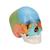 Crânio explodido 3B Scientific® - 22 partes - cores didáticas, 1023540 [A291], Modelo de crânio (Small)