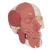 Crânio com músculos faciais, 1020181 [A300], Modelo de crânio (Small)
